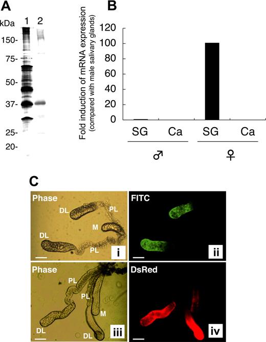 Figure 1. Female salivary gland–specific expression of AAPP. (A) Western blotting for AAPP in the salivary glands of female mosquitoes. A homogenate of 2 pairs of female salivary glands was subjected to 10% SDS-PAGE. Lane 1, silver staining; lane 2, Western blotting using a mouse anti-rAAPP immune serum. (B) RT-qPCR of aapp mRNA. Total RNA was isolated from salivary glands (SG) and carcasses (Ca) of male and female mosquitoes. The expression of aapp mRNA was examined for its tissue- and sex-specificity using RT-qPCR. The fold induction was determined from threshold cycle values normalized for ubiquitin mRNA expression and then normalized to the values of each gene from the male salivary gland mRNA. (C) Immunostaining of salivary glands with the anti-rAAPP immune serum. The paired salivary glands of mosquitoes are present in the thorax flanking the esophagus. Each gland consists of 3 lobes: a distal lateral lobe (DL), proximal lateral lobe (PL), and medial lobe (M). (i) phase-contrast image of the salivary glands of a wild-type mosquito; (ii) immunostaining of the salivary glands of a wild-type mosquito with the anti-rAAPP immune serum; (iii) phase-contrast image of the salivary glands of a DsRed transgenic mosquito; and (iv) DsRed expression in the salivary glands of a DsRed transgenic mosquito. Scale bars: 100 μm.