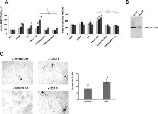 Figure 3. Effect of 23A11 on cAMP generation and in vitro megakaryopoiesis. (A) Measurements of cAMP levels in Caco2 (left panel) and MEG01 (right panel) cells under basal conditions and after stimulation with PACAP, VIP, and both agonists in the absence and presence of PP1A4 or 23A11 after 12 hours (light-gray bars), 1 hour (■), and 10 minutes () incubation time. Bars represent the means plus or minus SD of 3 experiments. *P < .05; **P < .01; #P < .001 by ANOVA. (B) Immunoblot analysis of VPAC1 expression in Caco2 and MEG01 cells after loading equal amounts of total protein (50 μg). (C) Megakaryocyte colonies on day 12 from bone marrow–derived Sca1+ cells incubated with a control antibody or 23A11 (left panel). Sca1+ murine bone marrow cells incubated with 23A11 resulted in increased numbers of CFU-MKs after 12 days (right panel). Bars represent the means plus or minus SD (P < .01).