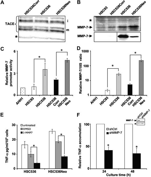 Figure 3. Overexpression of MMP-7 in FA-C cells and its involvement in the aberrant secretion of the TNF-α. (A) Immunoblot showing the level of TACE in total cell extracts. Immature and mature forms of TACE are indicated by i and m, respectively. The doublets observed for each form on Western blot reflect protein glycosylation. Equal loading of the membrane was verified by ponceau red staining and/or evaluated by the intensity of the indicated (*) aspecific band. (B) Immunoblot showing the level of MMP-7 in total cell extracts (top panel) and in supernatant (bottom panel). Equal loading of the membrane was verified by ponceau red staining and/or evaluated by the intensity of the indicated (*) aspecific band. Vertical lines have been inserted to indicate a repositioned gel lane. (C) MMP-7 promoter activity in normal, corrected, and FA cells. Cells were cotransfected with the reporter pGL3-hMMP-7 and phRL-TK, as internal control. Luciferase activity in AHH1 cells was considered equal to 1 in each experiment. Data presented are the mean (± SD) of at least 3 independent experiments done in triplicate. *P < .05. (D) MMP-7 mRNA steady-state levels as determined by quantitative RT-PCR on mRNA extracted from exponentially growing lymphoblasts and normalized to 18S rRNA content. To normalize the values among the different experiments, each time the ratio MMP-7/18S was considered equal to 1 in AHH1 cells. Data presented are the mean (± SD) of at least 3 independent experiments done in triplicate. *P < .05. (E) TNF-α release in MMP-7 inhibited FA-C cells. HSC536 and HSC536Neo cells were treated with MMP inhibitor (50 μM) or its solvent (DMSO) or left untreated. Supernatants were collected 24 hours after subculturing and cytokine release was determined by ELISA. Data presented are the mean (± SD) of at least 3 independent experiments. *P < .01. (F) TNF-α release in FA-C cells after the down-regulation of MMP-7 expression. Immunoblot shows the level of MMP-7 in supernatant of FANCC siRNA–MMP-7 down-regulated cells. A cross-reactive band (*) was used as a loading control. TNF-α accumulation in the supernatant of infected HSC536Neo cells was evaluated by ELISA. Histogram represents the mean reduction (in percentage) plus or minus SD of TNF-α accumulation observed in at least 3 independent experiments. *P < .01.