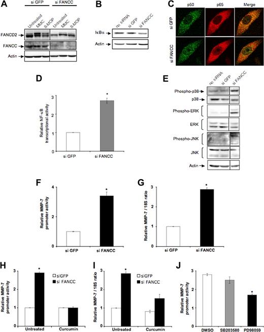 Figure 5. FANCC down-regulation leads to aberrant activation of stress-response pathways and MMP-7 overexpression in HeLa cells. (A) Immunoblot showing monoubiquitination of FANCD2 in FANCC siRNA–transfected cells. Forty-eight hours after siRNA transfection, cells were treated with mitomycin C (MMC) (500 ng/mL) or 8-methoxypsoralen (10−5M) + UVA (10 kJ/m2) (8-MOP) and lysed 24 hours later. FANCC down-regulation impacts on DNA damage–induced FANCD2 monoubiquitination. Vertical lines have been inserted to indicate a repositioned gel lane. (B) Western blot analysis of IκBα in HeLa cells depleted of FANCC for 3 days. Actin was used as a loading control. (C) Detection of p50 and p65 subcellular localization by confocal immunofluorescence microscopy. HeLa cells treated with FANCC siRNA were subjected to immunostaining of p50 (green fluorescence) and p65 (red fluorescence) 72 hours after transfection. (D) NF-κB transcriptional activity in HeLa cells depleted for FANCC. Twenty-four hours after siRNA treatment, cells were cotransfected with the reporter pNF-κB-Luc and phRL-TK for 48 hours before the analysis of the luciferase activity. Luciferase activity in GFP-siRNA–transfected cells was considered equal to 1 in each experiment. Data presented are the mean (± SD) of at least 3 independent experiments done in triplicate. *P < .05. (E) Immunoblot showing the level of phosphorylation of MAPK players in cells with a reduced FANCC expression compared with mock-transfected and unperturbated cells. Cells were collected 72 hours after transfection and actin was used as a loading control. Vertical lines have been inserted to indicate a repositioned gel lane. (F) MMP-7 promoter activity in mock- and siRNA FANCC–transfected HeLa cells. Twenty-four hours after siRNA treatment, cells were cotransfected with the reporter pGL3-hMMP-7 and phRL-TK, and induced luciferase activity was measured 24 hours later. Luciferase activity in GFP-siRNA–transfected cells was considered equal to 1 in each experiment. Data presented are the mean (± SD) of at least 3 independent experiments done in triplicate. *P < .01. (G) MMP-7 mRNA steady-state level in FANCC-deprived or mock-transfected HeLa cells was determined by quantitative RT-PCR. The relative mRNA level (normalized as function of 18S rRNA content) in GFP-siRNA–transfected cells was fixed to 1 in each experiment. Data presented are the mean (± SD) of at least 3 independent experiments done in triplicate. *P < .01. (H) MMP-7 promoter activity in 50 μM curcumin-treated FANCC-deprived cells assessed by luciferase activity as in panel F. *P < .01. (I) MMP-7 mRNA steady-state level in FANCC-deprived HeLa cells treated with curcumin (50 μM) as assessed by quantitative RT-PCR as in panel G. *P < .01. (J) MMP-7 promoter activity in siRNA FANCC–transfected HeLa cells treated with SB203580 (p38 inhibitor, 10 μM) and PD98059 (ERK inhibitor, 30 μM) for 18 hours. *P < .05 compared with DMSO treatment.