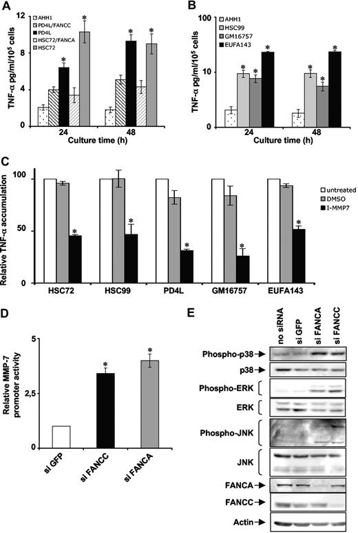 Figure 6. FA gene mutation leads to MMP-7 overexpression and MAPK pathway activation. (A) TNF-α accumulation in the supernatant of AHH1 (normal), PD4L (FA-C), PD4L/FANCC (FA-C corrected), HSC72 (FA-A), and HSC72/FANCA (FA-A corrected) lymphoblasts. Supernatants were collected as described in Figure 1A. Data presented are the mean (± SD) of at least 3 independent experiments. *P < .01 compared with gene-corrected cells. (B) TNF-α accumulation in the supernatant of AHH1 (normal), HSC99 (FA-A), GM16757 (FA-F), and EUFA143 (FA-G) cell lines. Supernatants were collected as described in Figure 1A. Data presented are the mean (± SD) of at least 3 independent experiments. *P < .01. (C) HSC72, HSC99, PD4L, GM16757, and EUFA143 cells were treated with MMP inhibitor as described in Figure 3F and TNF-α content in supernatants was measured by ELISA. Data presented are the mean (± SD) of at least 3 independent experiments. *P < .01. (D) MMP-7 promoter activity in siRNA FANC–transfected HeLa cells. Cells were cotransfected with the reporter pGL3-hMMP-7 and phRL-TK, and induced luciferase activity was measured 24 hours later. Luciferase activity in GFP-siRNA–transfected cells was considered equal to 1 in each experiment. Data presented are the mean (± SD) of at least 3 independent experiments done in triplicate. *P < .01. (E) Western blot analysis of MAPK phosphorylation in siRNA FANC–transfected HeLa cells. Cells were collected 72 hours after transfection, and actin was used as a loading control.