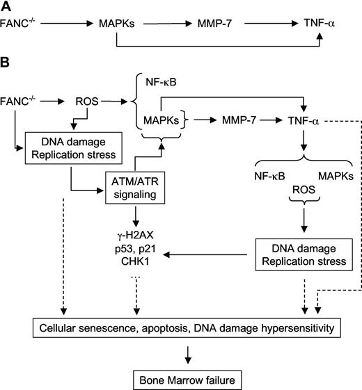Figure 7. A model for TNF-α oversecretion in FA. (A) The FANC–TNF-α pathway. (B) The FA network (see “Discussion”).