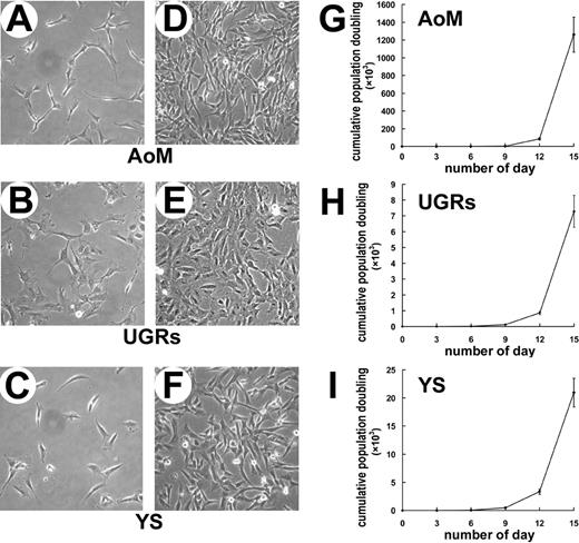 Figure 1. Morphology and growth kinetics of fibroblastoid adherent cells (FACs) derived from human AoM, UGRs, and YS. Representative morphologies of FACs derived from AoM (A,D), UGRs (B,E), and YS (C,F) are shown at lower and higher densities. Cumulative population-doubling assay reveals that the FACs from AoM (G) proliferate more rapid than those from UGRs (H) and YS (I). Original magnification: (A-F) × 100. AoM indicates aorta with its surrounding mesenchyme; UGRs, urogenital ridges; and YS, yolk sac.