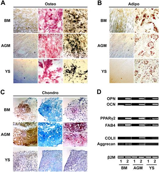 Figure 3. Mesenchymal potential of AGM- and YS-derived FACs. (A) FACs expanded from both AGM and YS can differentiate to osteoblasts with alkaline phosphatase activity (middle column) and mineral deposition (right column). Left column shows von Kossa staining of noninduced FACs. (B) Oil-red-O staining of noninduced FACs (left column) and induced adipocytes from FACs (right column) of BM, AGM, and YS. (C) Whereas AGM-derived FACs demonstrate chondrogenic potential, as shown by type II collagen immunostaining (left column), Alcian blue staining (middle column), and safranin O staining (right column), YS-derived FACs fail to generate chondrocytes in vitro. (D) The mRNA expression of genes specific for osteogenesis (osteopontin and osteocalcin), adipogenesis (PPARγ2 and FAB4), and chondrogenesis (COL II and aggrecan) are determined by RT-PCR. Lane 1 shows noninduced MPCs; lane 2, induced MPCs. PPARγ2 indicates peroxisome proliferation–activated receptor γ2; FAB4, fatty acid–binding protein 4; OPN, osteopontin; OCN, osteocalcin; and COL II, type II collagen. Original magnification: (A,B) ×100; (C) ×200.