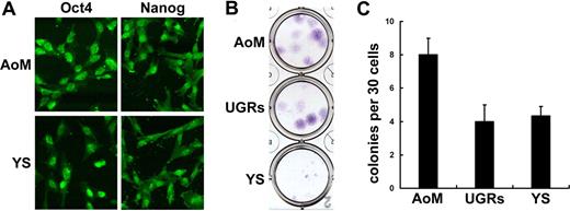 Figure 4. Expression of pluripotent markers and colony-forming efficiency of embryonic FACs. Both AoM- and YS-derived FACs express Oct-4 and Nanog (A). CFU-F assay shows that AoM-derived FACs possess the highest colony-forming efficiency (26.7%), while those of UGRs (13.3%) and YS (14.4%) are much lower (B,C). Of note, colonies from YS are much smaller than those from AoM or UGRs. Original magnification: (A) ×200.