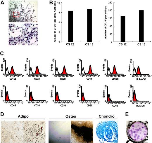 Figure 5. Frequency and absolute number of MSCs in the human AoM subregion. Three thousand primary AoM cells are incubated for 10 days, and on average 9.6 well-circumscribed CFU-F colonies emerge in the culture (A and left part of B). The total numbers of CFU-Fs are 164.2 and 200 in the AoM of embryos at CS 12 and CS 13, respectively (B right). Clonally amplified cells display homogenous surface markers (C). All of the individually plucked CFU-F colonies (n = 4) are capable of differentiating to adipocytes, osteocytes, and chondrocytes manifested by Oil-red-O, von Kossa, and Alcian blue staining, respectively (D). Noninduced cells stained by Oil-red-O and von Kossa are shown in the left (adipo and osteo in panel D). One representative of 2 individually expanded MSCs for 6 passages retains a cloning efficiency of 29.3% (E). CS indicates Carnegie stage. Original magnification: (A top) ×40; (A bottom) ×200; (D adipo and osteo) ×100; (D chondro) ×200.