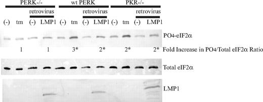 Figure 2. Expression of LMP1 results in phosphorylation of eIF2α in PKR−/− and wt PERK but not in PERK−/− mouse embryo fibroblasts (MEF). PERK−/− MEFs were transfected with wild-type mouse PERK-myc; a clone that stably expressed PERK-myc was selected and termed wt PERK. PERK−/−, PKR−/−, and wt PERK MEFs were infected with a control retrovirus or a retrovirus that expresses LMP1 for 48 hours, and they were untreated or treated with 2.5 μg/mL tunicamycin for 4 hours. The cells were harvested and analyzed by Western blotting using anti–phosphorylated eIF2α, anti–total eIF2α, and anti-LMP1 antibodies. The ratios of phosphorylated eIF2α to total eIF2α were calculated. The numbers represent the fold difference of induced ratios relative to the uninduced ratios. *P (2-sided) <.05, Wilcoxon signed rank test. A representative example of 4 independent experiments is shown.