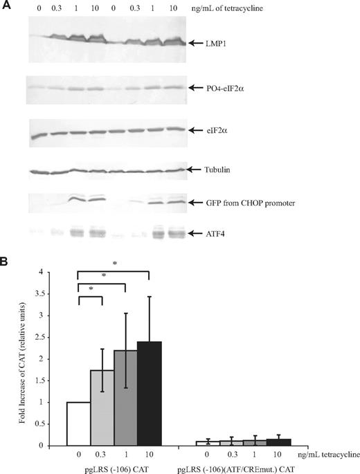 Figure 3. LMP1 induces phosphorylation of eIF2α and expression of ATF4, which in turn leads to transactivation of LMP1's promoter dose-dependently. BJAB/HALMP1 cells were electroporated with an mRFP expression plasmid, a reporter plasmid that contains the CHOP promoter driving GFP gene expression, CHOP:GFP, and pgLRS (−106) CAT or pgLRS (−106)(ATF/CREmut.) CAT. pgLRS (−106) CAT has the wild-type ATF/CRE site, and pgLRS (−106)(ATF/CREmut.) CAT has a mutated ATF/CRE site in the −106 to +40 portion of the LMP1 promoter fused to chloramphenicol acetyl transferase (CAT). After 24 hours, electroporated cells were divided into 4 different plates and were either left untreated or treated with 300 pg/mL, 1 ng/mL, or 10/ng mL tetracycline for 48 hours to induce LMP1. (A) The cells were harvested and analyzed by Western blotting using antibodies to detect LMP1, phosphorylated eIF2α, total eIF2α, tubulin, ATF4, and GFP. A representative gel of 3 independent experiments is shown. (B) The cells were harvested and analyzed by CAT assays. The activity is given as the fold difference relative to the activity of pgLRS (−106) CAT in the absence of tetracycline, which was set at 1. Averages and standard deviations of 3 independent experiments are shown. *P (2-sided) <.05 (Wilcoxon rank sum test).