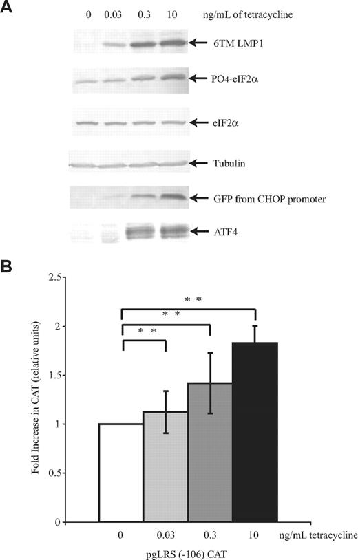 Figure 4. Only the 6 transmembrane domains of LMP1 are necessary for induction of ATF4's expression and transactivation of LMP1's promoter. BJAB/HA6MLMP1-GFP cells were electroporated with mRFP, CHOP:GFP, and pgLRS (−106) and then divided into 4 different plates. After 24 hours, cells were either left untreated or treated with 30 pg/mL, 300 pg/mL, or 10 ng/mL tetracycline for 48 hours to induce LMP1. The cells were harvested and analyzed by Western blotting (A) using antibodies to detect LMP1, phosphorylated eIF2α, total eIF2α, tubulin, GFP, and ATF4. A representative gel of 3 independent experiments is shown. (B) The cells were harvested and analyzed by CAT assays. The activity is given as the fold-difference relative to the activity of pgLRS (−106) CAT in the absence of tetracycline, which was set at 1. Averages and standard deviations of 3 independent experiments are shown. **P (2-sided) <.01 (Wilcoxon rank sum test).