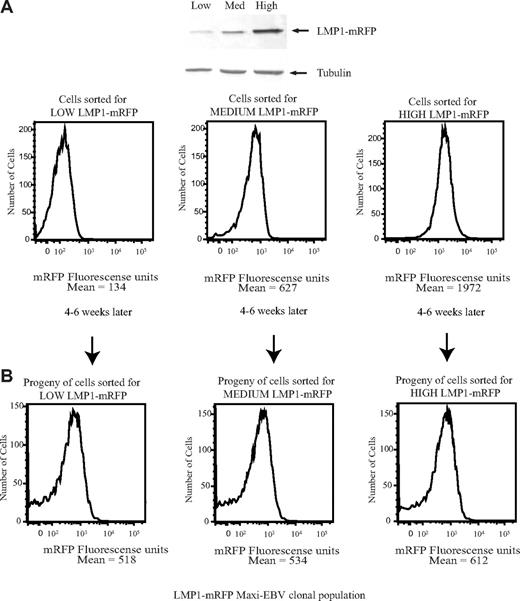 Figure 7. Cells that express high levels of LMP1 regenerate a daughter population with a broad distribution of levels of expression of LMP1. (A) EBV-positive strains expressing LMP1-mRFP were sorted for cells expressing low, medium, or high levels of mRFP and analyzed by FACS analysis and Western blotting using anti-LMP1 and antitubulin antibodies. (B) Cells sorted for low, medium, or high levels of mRFP were plated in 96-well plates. The clones were allowed to grow for 4 to 6 weeks. Proliferating cell clones were expanded and analyzed on FACS Vantage. Data were analyzed with FlowJo software. The broad distribution of LMP1 observed in EBV-positive strain cells expressing LMP1-mRFP was confirmed to be comparable with that observed in 721 cells by fixing the cells and staining with anti-LMP1 antibodies (data not shown).