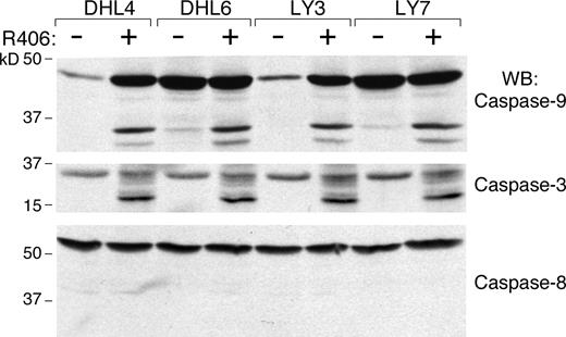 Figure 2. R406 induces DLBCL apoptosis via the intrinsic apoptotic pathway. R406-sensitive DLBCL cell lines were cultured with 4 μM of R406 or vehicle alone for 96 hours. Thereafter, cells were lysed and lysates were size-fractionated and immunoblotted with antibodies directed against caspase-9 (top panel), caspase-3 (middle panel), and caspase-8 (bottom panel).