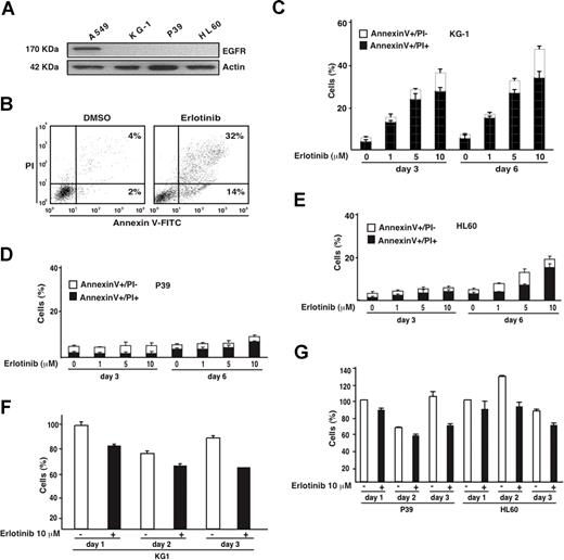 Figure 1. Proapoptotic effect of erlotinib on EGFR-negative myeloid cell lines. (A) Absence of EGFR expression on KG-1, P39, and HL60 cells, as determined by immunoblot. A549 cells were included as positive control. (B) Representative annexin V-FITC/PI stainings of erlotinib-treated KG-1 cells, 3 days after treatment, as compared with DMSO-only (0.02%) treated controls. (C-E) Quantitation of dying (annexin V+/PI−) or dead (annexin V+/PI+) KG-1 (C), P39 (D), or HL60 (E) cells, 3 or 6 days after culture with the indicated concentrations of erlotinib. (F,G) Influence of erlotinib on the number of viable KG-1 (F) and P39 and HL60 (G) cells. Results are means plus or minus SD of triplicates. These experiments were repeated at least 3 times, yielding comparable results.