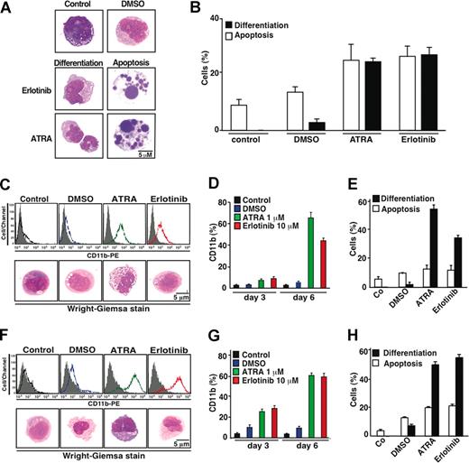 Figure 3. Erlotinib-induced differentiation of EGFR-negative myeloid cell lines. (A) Representative Wright-Giemsa staining of KG-1 cells cultured 6 days in the absence (control) or presence of DMSO (0.02%), erlotinib (10 μM), or all-trans retinoic acid (ATRA, 1 μM), revealing signs of differentiation, ie, reduced cytoplasmic basophilia and nuclear lobulation, or apoptosis, ie, chromatin condensation (pyknosis) and nuclear fragmentation (karyorrhexis). (B) Quantitation of results, as obtained in panel A, on 100 or more cells. (C-H) Erlotinib-driven differentiation in P39 (C-E) or HL60 (F-H) cells. Differentiation was quantified (X ± SD of triplicates) by immunofluorocytometric measurement of surface CD11b on day 3 (quantified in panels D,G) and day 6 (panels C,D and F,G) or by Wright-Giemsa staining of cytospins on day 6 of the incubation period (panels C,E and F,H). Results are representative of at least 3 independent experiments.