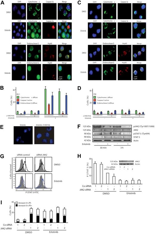 Figure 4. Erlotinib induces caspase-independent mitochondrial outer membrane permeabilization (MOMP) and disruption of the JAK2/STAT-5 pathway. (A) Representative fluorescence microphotographs of KG-1 cells treated with 10 μM erlotinib or DMSO as a control, after staining for the visualization of nuclear chromatin, cytochrome c, endonuclease G, and activated caspase-3 (caspase 3a). Note the mitochondrial distribution of cytochrome c and endonuclease G as cytoplasmic (nonnuclear) dots at the same location as the mitochondrial matrix marker Hsp60 or their diffuse distribution throughout the cell. (B) Quantitative assessment of the data obtained as in panel A, for KG-1 cells cultured for 3 days in the absence or presence of erlotinib and/or the pan-caspase inhibitor Z-VAD-fmk. (C,D) Immunofluorescence assessment of MOMP and caspase-3 activation in erlotinib-treated P39 cells. The same technology as in panels A and B was used on P39 cells. Results are means plus or minus SD of triplicates of 1 experiment representative of 3. (E) The pan-caspase inhibitor Z-VAD-fmk blocks pyknosis and karyorrhexis in erlotinib-treated KG-1 cells. Cells were treated as described in Figure 4A,B. (F-I) Erlotinib disrupts signaling of the JAK2/STAT-5 pathway. (F) Erlotinib decreases phosphorylation of JAK2 and STAT-5. KG-1 cells treated for 30 minutes or 3 hours with erlotinib were subjected for immunoblot detection of JAK2 and STAT-5 phosphorylation. (G,H) Impact of erlotinib and JAK2 on STAT-5 phosphorylation. After depletion of JAK2 with 2 distinct siRNAs (see panel H inset) and 24 hours of erlotinib treatment (10 μM), cells were permeabilized and subjected to the immunofluorometric quantitation of STAT-5 phosphorylation. Representative FACS histograms obtained for the first of 2 control and JAK2-specific siRNAs are shown in panel G (gray curves indicate isotype controls), and quantitative data (expressed as percentage of positive cells, X ± SD, n = 3) are depicted in panel H. Note the decrease in STAT-5 activation (shift toward the isotype) upon erlotinib treatment alone and upon down-regulation of JAK2. (I) Impact of erlotinib and JAK2 on cell death. KG-1 cells were transfected with control siRNAs or JAK2-specific siRNAs (day 0) and then cultured in the absence or presence of 10 μM erlotinib (from day 1–2 of transfection), followed by determination of the frequency (X ± SD, n = 3) of dying and dead cells using the annexin V/PI staining method used in Figure 1B. This experiment has been repeated twice, yielding similar results.