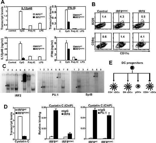 Figure 2. Impaired cytokine induction and partner interactions in IRF8R294C DCs. (A) BMDCs from IRF8WT and IRF8R294C mice were stimulated with indicated TLR ligands. IL12p40 and IFNα transcripts (measured 6 hours after stimulation) and proteins (measured 24 hours after stimulation) were measured by quantitative polymerase chain reaction (PCR) and enzyme-linked immunosorbent assay (ELISA), respectively. Error bars represent SD. (B) BM cells from IRF8 KO mice were transduced with pMSCV vectors for IRF8WT or IRF8R294C, and expression of B220 and CD8α (24 hours after CpG stimulation) was detected by flow cytometry. (C) EMSA analysis: in vitro–transcribed and – translated proteins from control pcDNA, IRF8WT, IRF8R294C, and IRF8R289E vectors (lanes 1–4) were mixed with the indicated in vitro–transcribed and – translated partner proteins and 32p-labeled ISRE (for IRF2) and EICE (for PU.1 and SpiB). Asterisks indicates IRF8-partner complexes. Specificity of mobility shifts was verified by adding excess unlabeled probes (lane 5), which removed the shifted band or by adding antibodies for IRF8 (lane 6) or partner proteins (lane 7), which “supershifted” the band mobility. Lane 8 contained partner proteins without IRF8, which produced no shifted band. (D) Cystatin C transcript expression was tested for IRF8WT and IRF8R294C BMDCs (left) by quantitative reverse-transcription (RT)–PCR. ChIP analysis was performed for the Csc3 promoter for binding of IRF8 or PU.1 in above DCs. Normal rabbit IgG was used as a control. Data represent the average of 3 determinations (± SD). (E) Diagram of IRF8R294C-directed DC development. The mutation abolishes the development of CD8α+ DCs, without affecting that of pDCs. The mutation results in increased CD4+ DCs and pDCs. The impaired ability to interact with partner proteins may partly account for the differential effect of this mutation on DC subset development.