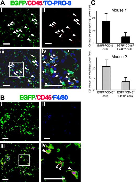 Figure 2. Distribution of EGFP+ cells in the livers from mice that had received clonal cell transplants with CCl4 treatment. (A) Panel i shows EGFP as green and panel ii shows CD45 as red. Panels iii and iv show the merged images of EGFP, Alexa Fluor 568-labeled anti-CD45, and TO-PRO-3. Nuclei were stained with TO-PRO-3. White triangles indicate cells expressing both EGFP and CD45. White asterisks and open triangles show EGFP+CD45− cells and EGFP−CD45+ cells, respectively. Bars equal 30 μm. Images were acquired using an Olympus IX81 FV1000 laser scanning confocal microscope equipped with 40×/1.30 NA oil-immersion objective lens and using FV10-ASW software (Olympus, Tokyo, Japan). Images were processed using Adobe Photoshop CS. (B) Panel i shows EGFP as green and panel ii shows F4/80 as blue. Panels iii and iv show the merged images of EGFP, Alexa Fluor 568–labeled anti-CD45, and APC-labeled anti-F4/80. White triangles indicate cells expressing EGFP, CD45 and F4/80. Open triangles show EGFP+CD45+F4/80− cells. Bars equal 30 μm. Images were acquired and processed as in panel A. (C) The numbers of EGFP+CD45+ cells and EGFP+CD45+F4/80+ cells in the livers from 2 mice that had received clonal cell transplants. Data are means plus or minus a standard deviation.