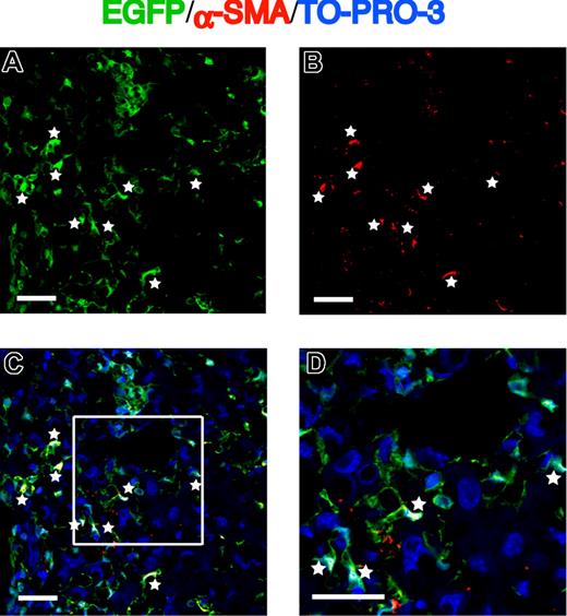 Figure 5. Expression of α-SMA in EGFP+ cells migrating into the fibrotic liver. (A) EGFP as green. (B) α-SMA as red. (C,D) Merged images of EGFP, Cy3-labeled α-SMA, and TO-PRO-3. White asterisks indicate cells expressing both EGFP and α-SMA. Bars equal 30 μm. Images were acquired and processed as in Figure 2A.