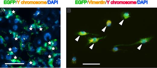 Figure 7. FISH analysis of Y chromosome in the hepatic stellate cells. (A) Merged image of EGFP (green), Cy3-conjugated Y chromosome paint probe (yellow dots), and DAPI nuclear counterstain (blue) in the liver of mice that had received clonal cell transplants. White asterisks indicate EGFP+ cells with only one Y chromosome. Original magnification, ×400. Bar equals 30 μm. Images were obtained by a Leica DMRA2 equipped with a 40×/0.7 PL Fluotar objective lens, a DC350FX CCD camera, and CW4000FISH software. Images were processed using Adobe Photoshop 7.0. (B) Merged image of EGFP (green), vimentin (yellow), Cy3-conjugated Y chromosome paint probe (red dots), and DAPI (blue) in 3-day–cultured nonparenchymal cells, which were isolated from the livers of mice that had received clonal cell transplants and were treated with CCl4. White triangles indicate EGFP+vimentin+ cells with only one Y chromosome. Original magnification, ×400. Bar equals 30 μm. Images were acquired and processed as in panel A.