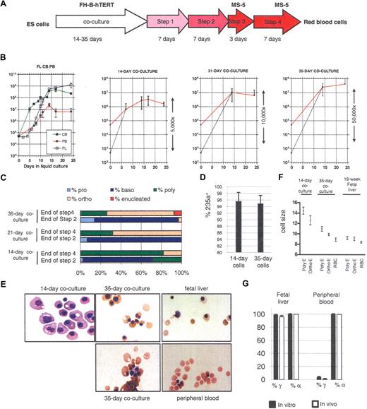 Figure 1. Production of enucleated RBCs from hESCs. (A) Protocol to produce RBCs from hESCs. Embryonic stem (ES) cells were cocultured with irradiated FH-B-hTERT cells for 14 to 35 days. The cells were then dissociated and CD34+ cells were sorted and seeded in liquid culture in the presence of Flt-3L, stem cell factor (SCF), erythropoietin (EPO), bone morphogenetic protein (BMP)-4, and interleukin (IL)-3 (amplification 1, 7 days) and then of insulin-like growth factor (IGF-)1, SCF, EPO, BMP-4, and IL3 (amplification 2, 7 days). Terminal maturation was induced by culture on an MS-5 feeder layer for 10 days (first 3 days in the presence of EPO, then without any cytokines). (B) Proliferation rate of CD34+ cells from fetal liver (FL), cord blood (CB), and peripheral blood (PB; first panel) and of hESC-derived CD34+ cells from 14-, 21-, and 35-day coculture (panels 2-4) placed in condition described in panel A. The red curves represent the actual amplification. The dotted lines represent the calculated amplification assuming 1% survival of the seeded cells (see “Lengthening the coculture time leads to the production of red blood cells that can enucleate”). (C) Morphologic characterization and enumeration of the erythroblasts demonstrated that differentiation was relatively synchronous during the liquid culture period. (D) Flow cytometric analysis with anti-CD 235a (glycophorin A) antibodies of erythrocytes obtained after 14 or 35 days of coculture and 24 days of liquid culture. The bar graph summarizes the results of 3 experiments. (E) Micrographs of red cells obtained at the end of step 4 of our culture system. The total length of the 4-step culture varied between 24 and 29 days because steps 1 and 2 were occasionally lengthened for practical reasons (see “Amplification and differentiation of CD34+ cells”). Fourteen-day cocultures yielded large nucleated RBCs similar to cells produced in the yolk sac. Thirty-five-day cocultures yielded orthochromatic and enucleated RBCs similar to cells produced in the FL. (F) Size of the erythroblasts produced in culture. Sizes were estimated microscopically after 21 or 24 days of liquid culture. Poly-E, polychromatic erythroblasts; Ortho-E, orthochromatic erythroblasts; RBC, enucleated red blood cells. The cells from 35-day culture were closer in size to FL-derived cells than to the 14-day cells. (G) Bar graph summarizing globin expression (determined by HPLC) in erythroblasts produced either in culture from FL- or PB-derived CD34+ cells, or circulating at the time of harvest of the CD34+ cells. Globin levels observed in vitro closely matched the levels observed in vivo. Black bars, expression in in vitro–produced cells; white bars, expression in in vivo–produced cells. Percent α-globin was calculated as 100 × α-globin/(α-globin + ζ-globin). Percent γ-globin was calculated as 100 × γ-globin/(γ-globin + β-globin). Error bars represent SD.