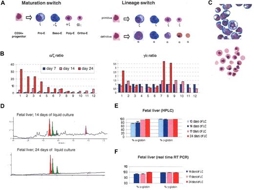 Figure 3. The ζ to α switch occurs during terminal erythroid maturation. (A) Two possible models to explain the switch observed in liquid culture. (B) Histograms illustrating globin expression determined by real-time PCR on 14 clonal populations obtained by liquid culture of sorted individual CD34+ cells produced in 2-week cocultures of hESCs with FH-B-hTERT. (C) Morphology of cells obtained after 14 or 24 days of liquid culture of CD34+ cells from a 20-week-old fetal liver. After 14 days, most cells are pro- or basophilic erythroblasts. After 24 days, most cells are orthochromatic or enucleated red cells. (D) Chromatograms illustrating globin expression in the cells depicted in panel C. The pro- and basophilic erythroblasts express ζ-globin in much larger amounts than the orthochromatic and enucleated red cells. (E) Histograms summarizing the quantification of the results illustrated in panel D. (F) Histograms summarizing a real-time PCR analysis of globin expression performed on the cells described in panel C. The results suggest that at least part of the regulation occurs at the transcriptional level. Percent α-globin was calculated as 100 × α-globin/(α-globin + ζ-globin). Percent γ-globin was calculated as 100 × γ-globin/(γ-globin + ϵ-globin). Error bars represent SD.