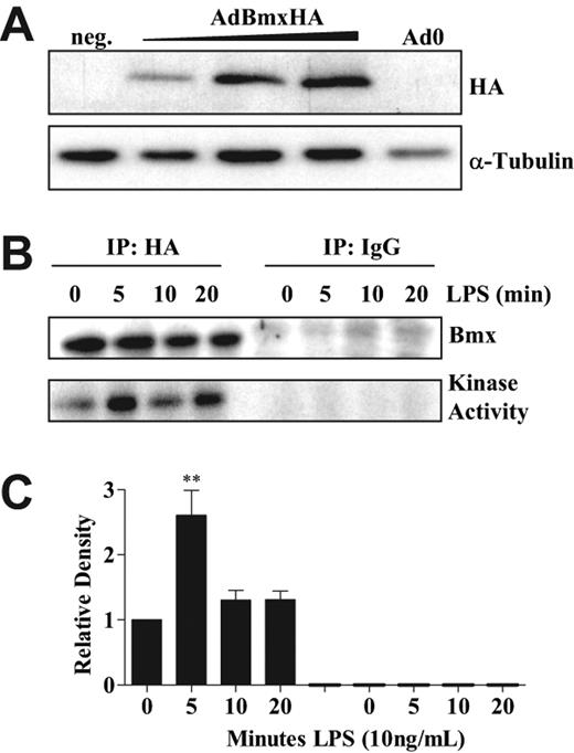 Figure 2. LPS stimulation induces Bmx kinase activity in primary human macrophages. PBMCs were differentiated into macrophages in the presence of 100 ng/mL of M-CSF for 4 days. Cells were infected for 2 hours with adenoviruses overexpressing HA-tagged wild-type Bmx or control adenovirus Ad0 at a multiplicity of infection of 100:1 in serum-free medium. (A) Expression of HA-Bmx at different multiplicities of infection was assessed by Western blotting. (B) For auto-kinase assay, cells were cultured in complete medium and treated with 10 ng/mL of LPS for 0, 5, 10 and 20 minutes. Cells were lysed and HA-Bmx immunoprecipitated from lysates as described in “Immunoprecipitation and kinase assay” and subjected to in vitro kinase assay. (C) Densitometry units (mean ± SEM) pooled for 3 separate donors are shown normalized to untreated controls. Statistical significance was assessed using one-way ANOVA and Bonferroni multiple comparisons test (**P< .01).