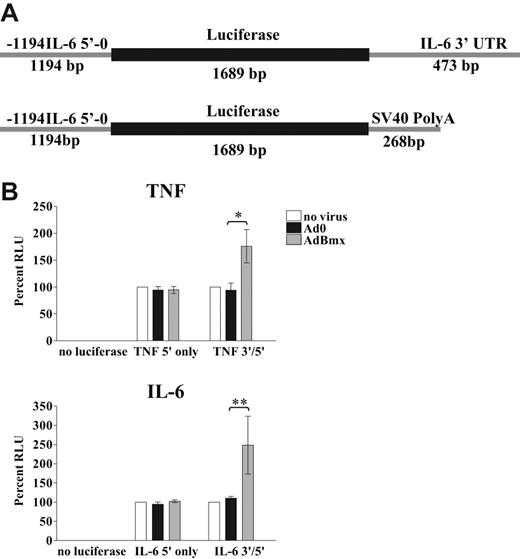 Figure 6. Bmx targets the 3′UTRs of TNF and IL-6 after LPS stimulation. (A) Schematic representation of the human IL-6 5′ promoter-luciferase-3′UTR (AdIL-6 5′/3′) and IL-6 5′ promoter-luciferase (AdIL-6 5′only) adenoviral constructs. (B) Macrophages were left uninfected or infected with Ad0 and AdBmx before a second round of infections with AdTNF 5′/3′, AdTNF5′, AdIL-6 5′/3′, or AdIL-6 5′ luciferase reporter gene constructs and stimulated with LPS (10 ng/mL) for 4 hours. Relative luciferase units (RLU) for uninfected, Ad0-infected, and AdBmx-infected cells in the absence or presence of TNF reporter viruses (top panel) or IL-6 reporter viruses (bottom panel) after 4 hours of LPS stimulation are shown as mean plus or minus SEM normalized to controls for 4 separate donors. Statistical significance was assessed by Student ttest (*P< .05; **P< .01).