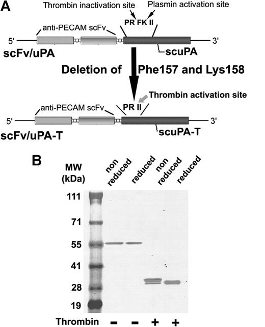 Figure 1. Molecular design and biochemical characterization of the scFv/uPA-T fusion protein. (A) Single-chain variable fragment (scFv) fused with thrombin-inducible lmw-scuPA (scFv/uPA-T) was generated by deleting Phe157 and Lys158 from the previously described construct, scFv/uPA. This converts the plasmin activation site Pro155-Arg156-Phe157-Lys158-Ile159-Ile160 (PRFKII) into the sequence Pro155-Arg156-Ile157-Ile158 (PRII), which is cleaved by thrombin after Arg156. (B) Migration of the purified fusion protein in the absence or presence of thrombin was analyzed using SDS-PAGE under nonreduced or reduced conditions.