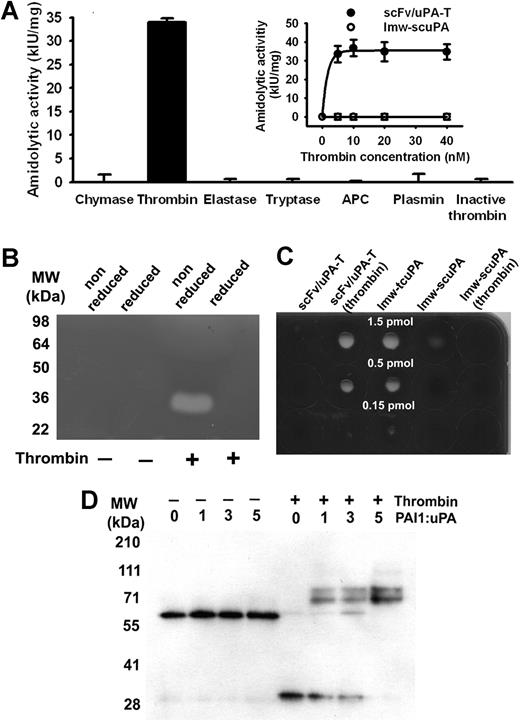 Figure 2. Activation by thrombin and PAI-1 resistance of the scFv/uPA-T. (A) Specific activation of scFv/uPA-T by thrombin. scFv/uPA-T was incubated with various serine proteases for 1 hour. Thrombin (5 nM) generated amidolytic activity from scFv/uPA-T, whereas the other serine proteases or heat-inactivated thrombin did not, even when 40 nM enzyme was added. APC indicates activated protein C. Error bars represent SEM. (B) Activity of scFv/uPA-T measured by zymography before or after incubation with thrombin under reduced or nonreduced conditions. (C) Fibrinolytic activity. The indicated amounts of scFv/uPA-T, thrombin-treated scFv/uPA-T, lmw-tcuPA, lmw-scuPA, and thrombin-treated lmw-scuPA were incubated on a fibrin-coated plate at 37°C. Lytic zones were counterstained using impregnation of fibrin by trypan blue. (D) Susceptibility of scFv/uPA-T to PAI-1. Native scFv/uPA-T does not bind PAI-1. After addition of thrombin, a dose-dependent increase in lmw-tcuPA-PAI-1 complexes is evident.