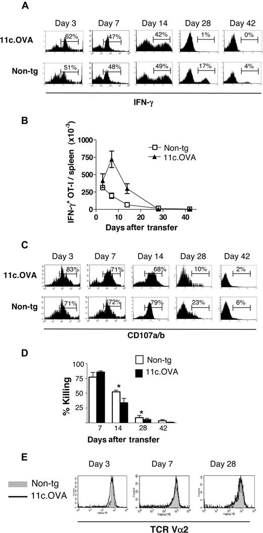 Figure 3. Antigen-expressing DC inactivate CD8+ effector T cells. CD45.1+ OT-I effector/memory cells were transferred intravenously to 11c.OVA or nontransgenic (non-tg) recipients and (A-D) spleen cells were recovered 3, 7, 14, 28, or 42 days later. (A) IFN-γ production in response to OVA257–264 and (B) the total number of IFN-γ–producing OT-I cells per spleen was determined by ICS. (C) OT-I degranulation in vitro was determined at selected time points after transfer. Numbers on plots are the precentages of cells in each gate for that plot. (D) Killing of CFSE-labeled OVA257–264-pulsed targets was determined at selected time points after OT-I effector/memory transfer. *11c.OVA is significantly less than non-tg (P < .05). (E) TCR Vα2 levels on splenic OT-I cells (CD45.1+/CD8+) were determined by flow cytometry at selected time points after transfer. Data are either (A,C,E) representative of at least 2 mice in at least 2 independent experiments at each time point (B,D) or pooled (mean ± SD) from 2 independent experiments using 2 mice per group at each time point.