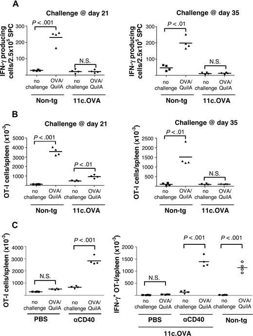 Figure 4. CD8+ memory T cells are inactivated by cognate antigen-expressing DC. CD45.1+ OT-I effector/memory cells were transferred intravenously to 11c.OVA or nontransgenic (non-tg) controls. Mice were left unchallenged or challenged with OVA/QuilA s.c. at 21 or 35 days after transfer. (A) The frequency of OT-I T cells in spleens secreting IFN-γ in response to OVA257–264 was determined by ELISpot assay 7 days after OVA/QuilA challenge. (B) The total number of OT-I (CD45.1+/CD8+/Vα2+) T cells in spleens of recipient mice was determined 7 days after OVA/QuilA challenge. Data are pooled from 2 independent experiments with 2 mice per group. (C) CD45.1+ OT-I effector/memory cells were transferred i.v. to 11c.OVA or non-tg controls. Recipients were treated with anti-CD40 (FGK-45) or PBS on days 0, 5, 10, 15, and 20 after transfer and challenged or not with OVA/QuilA s.c. 21 days after transfer. The total number of OT-I (CD45.1+/CD8+/Vα2+) cells and the total number of IFN-γ–producing OT-I cells per spleen was determined by ICS and bead-based counting assays. Data are pooled from 2 independent experiments with 2 mice per group. The horizontal bars represent mean values.