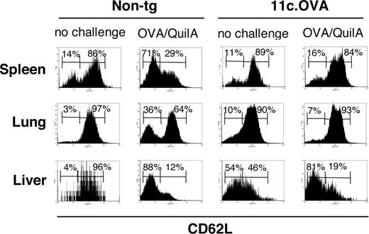 Figure 5. Inactivated CD8+ memory T cells fail to acquire an effector phenotype on antigen challenge. CD45.1+ OT-I effector/memory cells were transferred intravenously to 11c.OVA or nontransgenic (non-tg) controls. Mice were left unchallenged or challenged with OVA/QuilA s.c. at 35 days after transfer and the phenotype of OT-I T cells (CD45.1+/CD8+) in spleen, liver, and lung analyzed 7 days later. Data are representative of 2 mice per group in more than 2 independent experiments. Numbers on graphs are the percentages of cells in each gate for that plot.