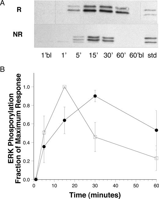 Figure 7. Sustained phosphorylation of ERK in HRF/TCTP-R basophils. (A) Representative anti–phospho-ERK blots from an HRF/TCTP-R (top row) and HRF/TCTP-NR (bottom row) donor. Basophils were stimulated with 0.3 μg/mL anti-IgE for the times noted. There was no phosphorylation in the 1-minute blank (1′bl) nor in the 60-minute blank (60′bl). The standard (Std) is 5 μL of an RBL standard sensitized with DNP-specific IgE and stimulated with DNP35 BSA antigen. Vertical lines have been inserted to indicate a repositioned gel lane. (B) Summary of kinetics of ERK phosphorylation stimulated with anti-IgE in HRF/TCTP-R donors (●; n = 4) and HRF/TCTP-NR donors (□; n = 3). The blots were scanned and values normalized as described in “Methods.” The standard error is represented by the error bars.