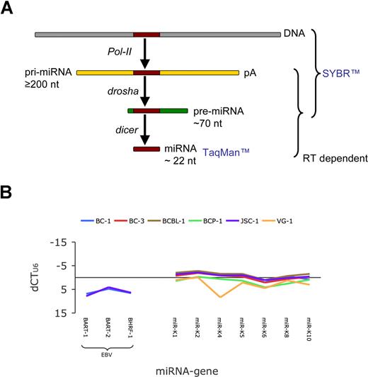 Figure 1. Genomic profiling of KSHV and EBV miRNAs. (A) Outline of miRNA maturation and the species that can be detected using pre-miRNA–specific primers and SYBR-based real-time QPCR or miRNA-specific primers and TaqMan-based real-time QPCR. (B) Plot of relative copy number of viral miRNA gene loci. Variations in input DNA were adjusted using U6. This yielded dCTU6, which represents a logarithmic measure of relative gene copy number. Primers are indicated on the horizontal axis. Positive dCTU6 indicate lower copy number. Colors indicate different cell lines. The JSC-1 and BC-1 cell lines are EBV positive.