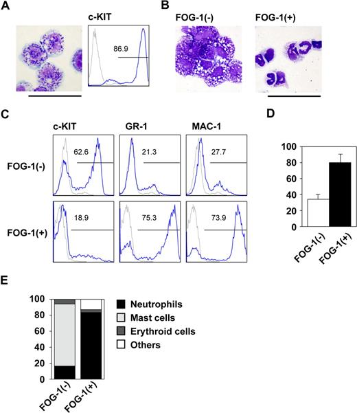 Figure 1. Lineage switch after FOG-1 expression in progenitor cells. (A) Giemsa staining and FACS analysis on day 14 of E14tg2a ES cells in the presence of IL-3 since day 5. Antibody staining (blue line) and IgG control staining (gray line) were shown. (B) Giemsa staining of day 14 cells derived from TET-FOG-1 ES cells. Differentiation was induced in TET-FOG-1 ES cells without FOG-1 expression until day 8. IL-3 was added from day 5, and FOG-1 was induced on day 8. (C) FACS analysis of day 14-induced cells stained with anti-c-KIT, GR-1, and MAC-1 antibodies. The culture conditions were the same as in (B). (D) The total number of day 14 cells differentiated from TET-FOG-1 ES cells. Error bars represent SEM. (E) Percentage of each type of colony. The day 8 cells induced from TET-FOG-1 ES cells without FOG-1 expression were transferred to methylcellulose media containing IL-3, and FOG-1 expression was induced. Individual colonies were selected and analyzed after 7 days of culture. Bars represent 50 μm.