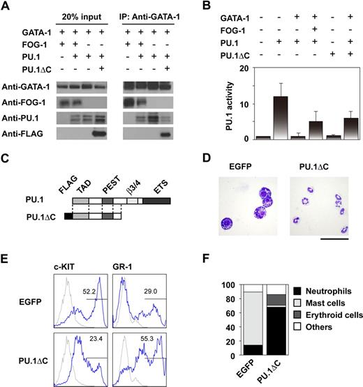 Figure 3. Inhibition of the interaction between GATA-1 and PU.1 by FOG-1 and PU.1ΔC. (A) Immunoprecipitation assays. 293T cells were cotransfected with various combinations of GATA-1, FOG-1, PU.1, and PU.1ΔC as shown. Immunoprecipitation was carried out using anti-GATA-1 antibodies. (B) Reporter assays using TK-100-PU× 3-Luc, which contains 3 synthetic ETS recognition sites. CV-1 cells were cotransfected with various combinations of GATA-1, FOG-1, PU.1, and PU.1ΔC as shown and with the PU.1-responsible reporter construct and the RL-TK control reporter. The relative activities, normalized by RL-TK activity, are shown. Error bars represent SEM. (C) Structure of PU.1 and PU.1ΔC. (D) May-Giemsa staining of day 14-induced cells infected with MY-IRES-EGFP (EGFP) and MY-PU.1ΔC-IRES-EGFP (PU.1ΔC) on day 8. The EGFP+ cells were sorted. Bar represents 50 μm. (E) FACS analysis of day 14-induced EGFP+ cells stained with anti-c-KIT and GR-1 antibodies. Antibody staining (blue line) and IgG control staining (gray line) were shown. (F) Percentage of each type of colony. Day-8 induced cells were infected with MY-IRES-EGFP and MY-PU.1ΔC-IRES-EGFP, and the EGFP+ cells were sorted on day 10. The sorted cells were transferred to methylcellulose media containing IL-3. Single colonies were selected and analyzed after 7 days of culture.