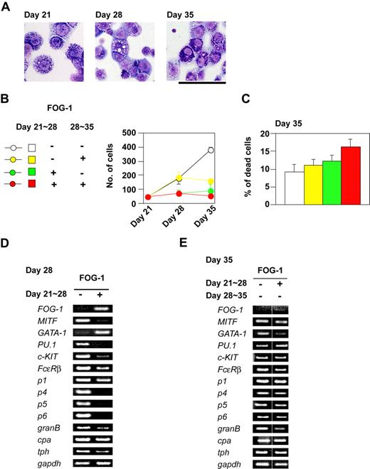 Figure 4. Inhibitory effects of FOG-1 expression on mature mast cells. (A) Giemsa staining of mast cells. Day 21 indicates mast cells differentiated without expression of FOG-1. Day 28 and Day 35 indicate mast cells in which FOG-1 was expressed between days 21 and 28, respectively. Bar represents 50 μm. (B) Total numbers of cells. The duration of FOG-1 expression is shown in the left panel. (C) The percentage of dead cells at day 35. The duration of FOG-1 expression is as shown in panel B. Error bars represent SEM. (D,E) RT-PCR analysis of transcription factors and mast cell–specific genes.