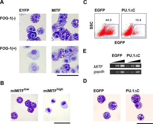 Figure 5. Requirement of MITF for mast cell–specific granule formation and the inhibition of the GATA-1:PU.1 interaction in mast cells. (A) Giemsa staining of EYFP+ cells sorted 7 days after the infection of TET-FOG-1 mast cells with LV-CAG-IRES-EYFP (EYFP) and LV-CAG-MITF-IRES-EYFP (MITF). (B) Giemsa staining of LV-CAG-miMITF-IRES-EYFP-infected cells 7 days after infection. The miMITF-infected cells were sorted into 2 fractions, EYFPlow and EYFPhigh (C-E). FACS analysis, Giemsa staining, and RT-PCR analysis of mast cells infected with LV-CAG-IRES-EGFP and LV-CAG-PU.1ΔC-IRES.EGFP. The cells were infected on day 21 and the analysis was carried out on day 28. RT-PCR was performed using the sorted EGFP+ cells. Bars represent 50 μm.