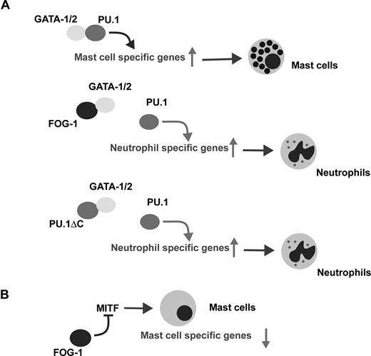 Figure 6. Cell context-dependent function of FOG-1. (A) Schematic model of the lineage switch from mast-cells to neutrophils by FOG-1 and PU.1ΔC. (B) The down-regulation of mast cell specific gene expression by FOG-1 expression in mature mast cells.