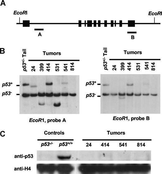 Figure 3. H2ax−/−p53−/−Rag2−/− mice develop thymic lymphomas with p53 inactivation. (A) Schematic of the p53+ allele. The relative locations of where the 11 exons of p53 are located within the 20-kb EcoRI genomic fragment. The location of the 400-bp AvaI (A) and the p53 last exon (B) probes used for Southern blotting are indicated by black rectangles. (B) Southern blot analysis of EcoRI-digested genomic DNA isolated from 6 H2ax−/−p53−/−Rag2−/− thymic lymphomas and a p53−/− mouse-tail probed with either probe A or B. The fragments corresponding to the p53+ alleles are indicated. (C) Western blot analysis of protein isolated from 4 H2ax−/−p53−/−Rag2−/− thymic lymphomas and p53−/− or p53−/− control cells using either an anti-p53 antibody or an anti-H4 histone antibody as a loading control.