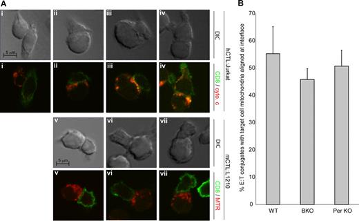 Figure 6. CTLs cause target cell–mitochondria polarization to point of contact. (A) Representative microscope images of target cell mitochondrial localization in E/T conjugates. Target Jurkat cells (i-iv) or target mouse L1210 (v-vii) were incubated with human CTLs (i-iv) or mouse CTLs (v-vii) for 5 minutes at 37°C prior to fixation. Samples were processed for immunofluorescence using anti-CD8 antibody (secondary anti-mouse 488) to identify CTLs, as described in “Microscopy.” Effector–target cell conjugates were identified, and locations of target cell mitochondria were scored. Mitochondrial localization was determined by immunofluorescence using anti–cytochrome c (Jurkat, anti-mouse 555) or Mitotracker Red (L1210). Shown are representative DIC (top) and fluorescent (bottom) images of mitochondria not aligned at conjugate interface (i), or aligned at conjugate interface (ii-vii) of both human (ii-iv) and mouse (v-vii) cells. Only conjugates formed from a 1:1 interaction between target and effector cells were scored, with an average 150 conjugates per experiment scored. The hCD8-Jurkat experiment was performed 2 times, and the mCTL-L1210 experiment was performed 7 times. (B) Target cell mitochondrial polarization to point of contact is not dependent on grB or perforin. The percentage of cells displaying target cell mitochondrial alignment to conjugate interface with WT mCTLs (WT), grB-cluster KO mCTLs (grB KO), and perforin KO mCTLs (Per KO) are shown. Shown are the average values of 4 independent experiments plus or minus SD.