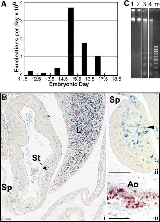 Figure 1. Primitive erythroblasts do not enucleate by splenic pitting or by karyolysis. (A) The estimated number of primitive erythroblasts that undergo enucleation per day between E11.5 and E18.5 of gestation in outbred mice. Enucleation events were estimated using the percentage of enucleated primitive erythroid cells previously determined for each embryonic day, assuming that there are 6.7 × 106 primitive erythroid cells per fetus and that total primitive erythroid cell numbers do not decrease between E12.5 and E17.5 of gestation.12 (B) Immunohistochemistry of transverse section of E15.5 mouse embryo with F4/80 (blue) and anti–ϵγ-globin (red) antibodies reveals the presence of mature macrophage cells and primitive erythroid cells, respectively. At lower power (i), most of the macrophages can be seen in the liver (L) with few in the surrounding body wall and spleen (Sp) or stomach (St). At higher power (ii), infrequent large primitive erythrocytes are seen in vessels in the spleen (arrowhead), but they are not associated with the few splenic macrophages present at this time. Labeled primitive erythroblasts are observed as a subset of blood cells in the aorta (Ao) (iii). Scale bars = 0.1 mm. (C) Analysis of fragmentation of DNA from primitive erythroid cells in E15.5 peripheral blood. Lanes 1 and 2 show no fragmentation of E15.5 peripheral blood DNA in either untreated (lane 1) or after 24 hours of treatment with 0.5 μM staurosporine (lane 2). In contrast, bone marrow DNA shows significant laddering after 6 hours (lane 3) or 24 hours (lane 4) of treatment. Vertical lines have been inserted to indicate repositioned gel lanes.