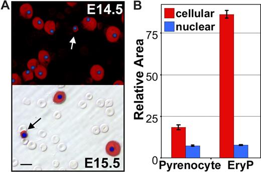Figure 2. Appearance of primitive “pyrenocytes” in the fetal bloodstream. (A) Immunohistochemistry fetal blood, stained with anti–ϵγ-globin antibodies (red) and DAPI (blue) to label primitive erythroid cells and nuclei, respectively. The upper panel is a darkfield combined fluorescent image of E14.5 blood. The numerous smaller definitive erythrocytes are not evident because they are both ϵγ-globin– and DAPI-negative. The lower panel is E15.5 blood with fluorescent images layered over a Hoffman contrast image to show the abundant unstained definitive erythrocytes compared with the larger ϵγ-globin–positive primitive erythroblasts. Primitive pyrenocytes with small rim of ϵγ -globin–positive cytoplasm are indicated by arrows. Scale bar = 10 μm. (B) Morphometric analysis of E14.5 blood images indicates that pyrenocytes are significantly (P < .001) smaller than surrounding primitive orthochromatic erythroblasts (EryP). However, there is no significant difference in the size of their nuclei. Error bars are SEM.