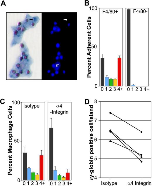 Figure 5. Primitive erythroblasts interact with fetal liver macrophage cells in vitro. (A) Immunohistochemical analysis of 2 erythroblast islands reconstituted with E14.5 blood and E14.5 liver macrophages. (Left panel) ϵγ-globin–positive primitive erythroid cells (red) attached to F4/80-positive macrophage cells (blue). (Right panel) The same erythroblast islands with nuclei stained by HO. Small bright nuclei of the primitive erythroblasts are seen as well as larger fainter macrophage nuclei (m). An enucleated primitive erythrocyte is indicated by an arrowhead. (B) Primitive blood cells preferentially bind F4/80-positive macrophages compared with F4/80-negative adherent cells. The percentage of F4/80-positive macrophages (left panel) and F4/80-negative adherent cells (right panel) with 0, 1, 2, 3, or 4 or more ϵγ-globin–positive cells attached is plotted. These data represent the mean plus or minus SEM of 3 independent experiments. (C) The presence of α4-integrin blocking antibody during the reconstitution of erythroblast islands resulted in both a significant decrease in the percentage of macrophages in erythroblast islands, defined as containing 4 or more erythroblasts (4+, red bars) and a significant increase in the percentage of macrophages lacking any attached primitive blood cells (0, black bars) compared with isotype controls (P < .02). These data represent the mean plus or minus SEM of 3 independent experiments. (D) The addition of α4-integrin blocking antibody also caused a decrease in the average number of primitive erythroid cells per reconstituted erythroblast island (defined as 4 or more primitive erythroid cells per macrophage) compared with isotype controls (P ≤ .005). The results of 4 independent experiments are shown.