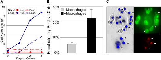Figure 6. Primitive erythroid cells enucleate in association with macrophages. (A) Late-stage primitive erythroblasts derived from fetal blood do not autonomously enucleate when cultured in vitro. In control cultures, immature definitive erythroblasts derived from the fetal liver (E14.5 liver, solid blue line) continue to divide as they mature. This maturation includes autonomous enucleation as evidenced by the increasing accumulation of erythrocytes (dashed blue line). The nucleated cells in E14.5 blood are late-stage primitive erythroblasts that have ceased dividing. Unlike definitive cells, late-stage primitive erythroblasts did not complete their maturation by enucleating in vitro as evidenced by the persistence of nucleated cells (solid red line) and the lack of increasing numbers of enucleated erythrocytes (dashed red line). (B) E14.5 primitive erythroblasts enucleate in vitro when cocultured with macrophage cells. The enucleation of primitive blood cells attached to macrophages was significantly higher than that of the same blood cells cultured in parallel without macrophages. The mean plus or minus SEM of 7 independent experiments is plotted. (C) Nuclear engulfment by macrophages is evident after reconstitution of erythroid islands with E14.5 primitive erythroid cells. E14.5 blood was prelabeled with cytotracker dyes to determine the source of nuclei. The left panels are Hoffman contrast images overlayed with HO staining of nuclei. The right panels are fluorescent images revealing the prestained cytotracker green (top) or cytotracker red (bottom) cells. After 48 hours of reconstitution, most of the attached cells from E14.5 blood (top panels) are primitive orthochromatic erythroblasts with occasional enucleated primitive erythrocytes (*). Additional small nuclei, independent of orthochromatic erythroblasts, are also evident (arrowheads). Stripping of erythroblast islands (lower panels) reveals the persistence of labeled nuclei engulfed by macrophage cells.