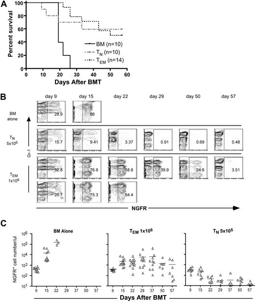 Figure 2. CD4+ TEMs mediate GVL against mCP-CML without causing GVHD. B6 mice were irradiated and reconstituted with T cell–depleted B6bm12 BM, with B6 mCP-CML with no T cells, or with 5 × 105 TN or 106 TEM B6bm12 CD4 cells. (A) Shown is survival data combined from 2 independent experiments. P < .001 for recipients of TEMs versus only T cell–depleted BM. (B) Representative serial flow cytometry of peripheral blood. Each row represents serial bleeds of individual mice. Data from 2 TEM recipients are shown to illustrate the types of responses we observed. Numbers on plots are percentages of total cells within the rectangles. (C) Numbers of NGFR+ cells in the peripheral blood of mice that underwent transplantation taken at different time points. Each symbol represents an individual animal; solid lines are mean values. P < .002 comparing TNs versus TEMs from day 15 onward.