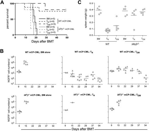 Figure 5. CD4+ TNs and TEMs require cognate interactions with MHCII+ mCP-CML cells to mediate GVL. B6 mice were irradiated and reconstituted with T cell–depleted B6bm12 BM, wt B6, or IAbβ−/− mCP-CML, with no T cells or with 5 × 105 TN or 106 TEM B6bm12 CD4 cells. (A) Survival data from 1 of 2 similar experiments; P = .002 for recipients of IAbβ−/− mCP-CML and TEMs versus wt B6 mCP-CML and TEMs; P = .004 comparing recipients of IAbβ−/− mCP-CML and TNs versus wt B6 mCP-CML and TNs. (B) Numbers of NGFR+ cells in the peripheral blood of mice that underwent transplantation taken at different time points. At day 9, peripheral blood was harvested from only 2 of 8 recipients of wt mCP-CML and TNs and 2 of 4 recipients of IAbβ−/− mCP-CML and TNs, as we were concerned that the remainder might not tolerate the procedure due to the severity of GVHD. Comparing recipients of wt mCP-CML and TNs versus TEMs, P < .04 on days 15, 22, and 39 and P > .3 on days 37 and 54. (C) Spleen weight of each recipient after death or killing at day + 50. P > .4 comparing spleen weights of recipients of IAbβ−/− mCP-CML and either TNs or TEMs versus no T cells; P < .008 comparing spleen weights of recipients of wt mCP-CML and either TNs or TEMs versus no T cells. Horizontal bars represent mean values.