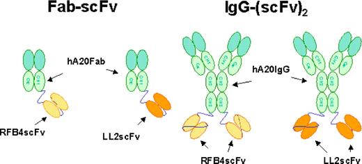 Figure 1. Schematic structures of the recombinant bsAbs generated for this study. The structures of chemically linked hA20 Fab' x hLL2 Fab' and TF3 are not shown.