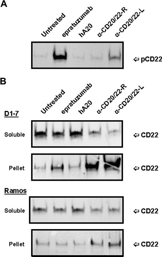 Figure 4. Phosphorylation and distribution of CD22 induced by anti-CD20/22 bsAbs. D1-7 or Ramos cells were treated for 15 minutes with 100 nM of hA20IgG-(RFB4scFv)2, hA20IgG-(LL2scFv)2, epratuzumab or hA20 (veltuzumab). Cells were lysed in buffer containing 0.5% CHAPS and centrifuged to clear the supernatant. CD22 in the supernatants was immunoprecipitated by epratuzumab. The pellet (ie, insoluble cell debris) was solubilized in SDS-PAGE sample buffer. (A) Immunoprecipitated CD22 from D1-7 cells was analyzed by Western blotting with HRP-4G10 to reveal CD22 phosphorylation. The position of phosphorylated CD22 is indicated on the right. (B) Immunoprecipitated CD22 (marked as soluble on left) and insoluble pellet proteins (marked as pellet on left) from D1-7 (top 2 panels) and Ramos (bottom 2 panels) cells were analyzed by Western blotting with a rabbit anti-CD22 Ab to reveal total CD22. The positions of CD22 are indicated on the right. Lanes labeled as α-CD20/22-R and α-CD20/22-L are hA20IgG-(RFB4scFv)2 and hA20IgG-(LL2scFv)2 treated samples, respectively.