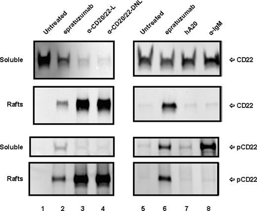 Figure 5. Subcellular localization of CD22 in D1-7 cells. The cells were similarly treated as in Figure 4. The cell lysates were fractionated by sucrose density-gradient ultracentrifugation. The lipid rafts were collected from the interface of 5% to 30% sucrose, and soluble fractions were from 40% sucrose at the bottom of the tubes. Distribution of CD22 and phospho-CD22 in the soluble fractions and lipid rafts were analyzed by Western blotting with HRP-anti-CD22 mAb (top 4 panels) and HRP-4G10 (bottom 4 panels), respectively. Labels CD22 and pCD22 on the right indicate the positions of CD22 and phospho-CD22, respectively. Lanes 3 and 4 are samples treated with hA20IgG-(LL2scFv)2 (labeled as α-CD20/22-L) and TF3 (labeled as α-CD20/22-DNL), respectively. Lane 8 is the sample treated with α-IqM Ab.