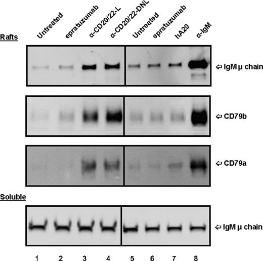 Figure 6. Localization of BCR in lipid rafts of D1-7 cells. The cells were treated and the soluble and lipid raft fractions prepared similarly as in Figure 5. The Western blots were probed with mAbs specific for human IgM μ chain, CD79a, and CD79b, to reveal the distribution of BCR complexes in the lipid rafts (top 3 panels) and soluble (bottom panel) fractions. The positions of these proteins are indicated on the right. Lane labels are the same as those in Figure 5. Samples loaded per lane for lipid rafts and soluble fractions were prepared from approximately 4 × 106 and 2 × 105 cells, respectively.